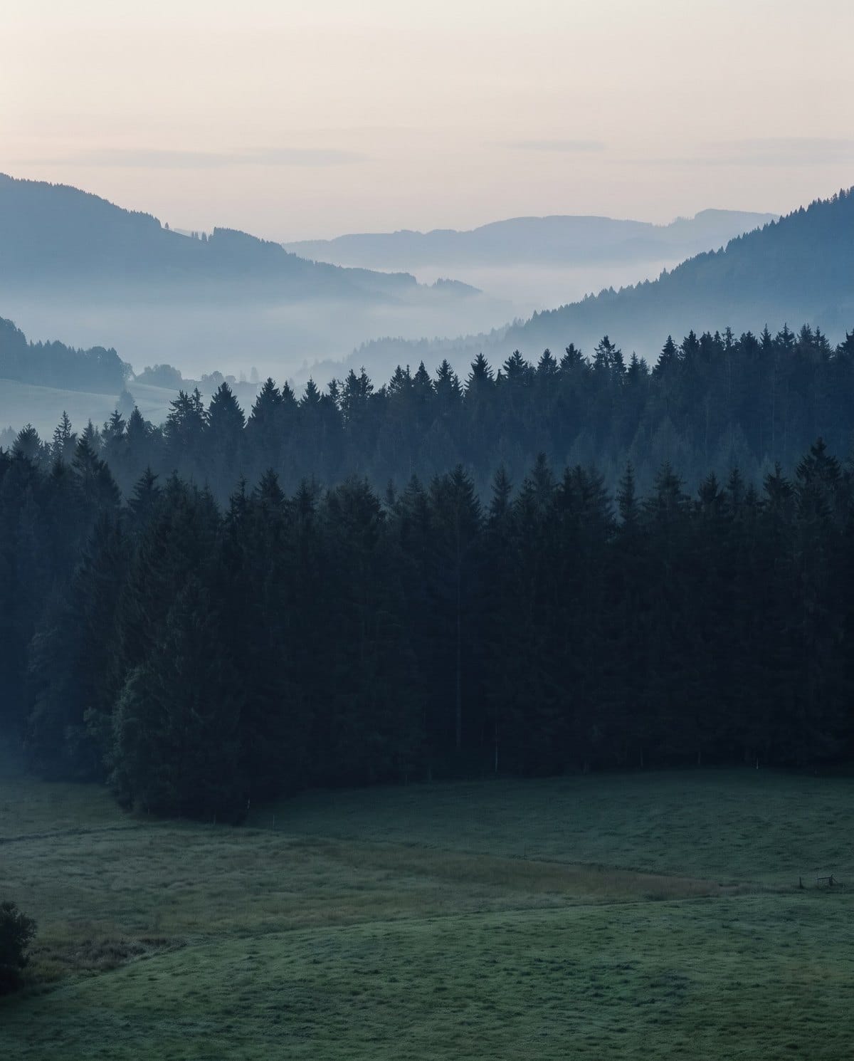 Dichter Fichtenwald quer durchs Bild, dahinter Hügel im kühlen Morgendunst, davor eine dunkelgrüne Wiese